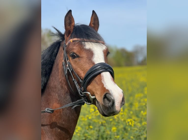 Poni alemán Caballo castrado 8 años 144 cm Castaño in Ollndorf