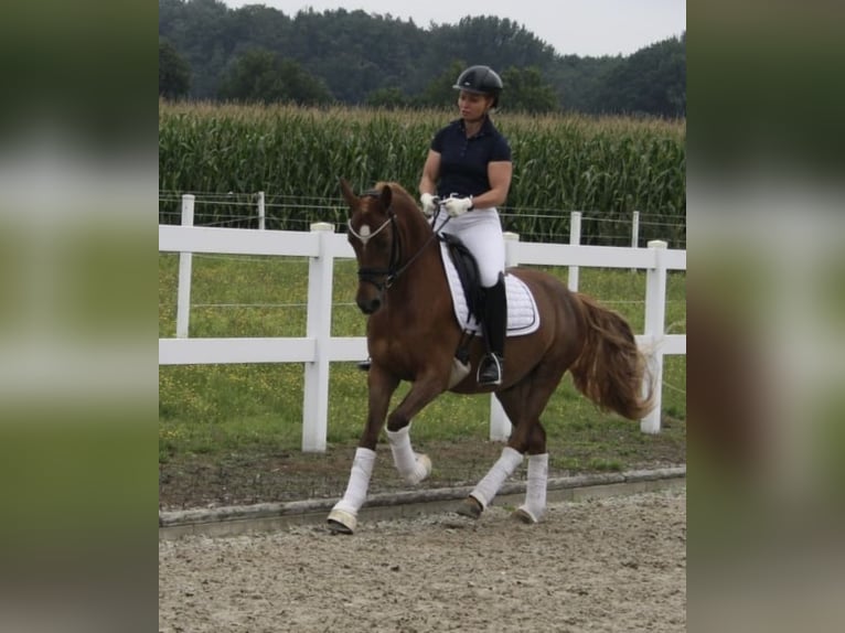 Poni alemán Caballo castrado 8 años 145 cm Alazán in Recke, bei Osnabrück