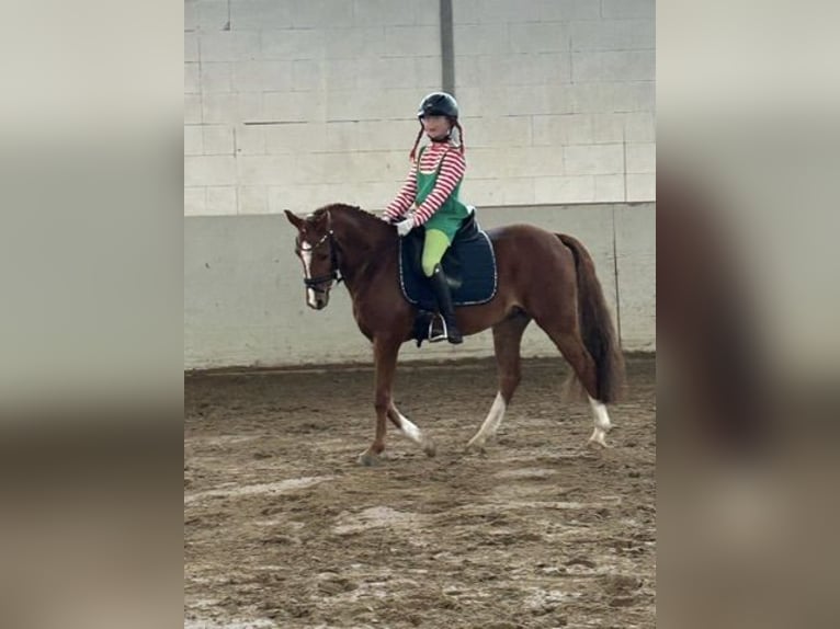 Poni alemán Caballo castrado 8 años 145 cm Alazán in Melle