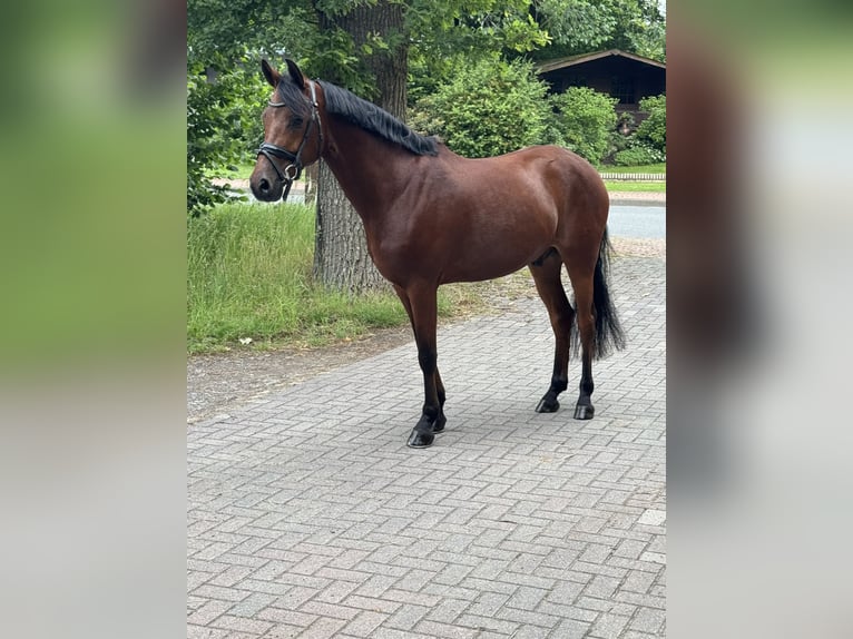 Poni alemán Caballo castrado 8 años 145 cm Castaño in Dorsten
