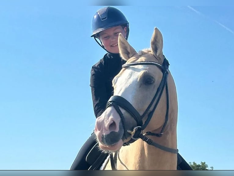 Poni alemán Caballo castrado 8 años 145 cm Palomino in Fredericia