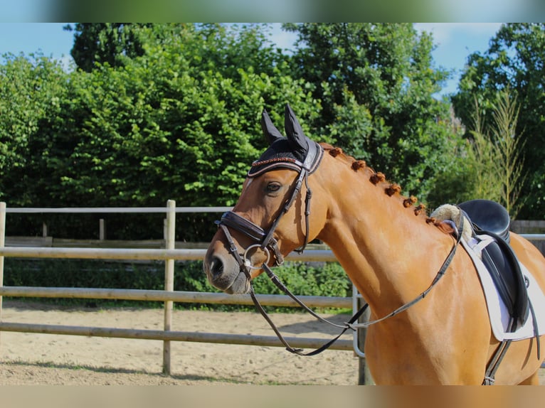 Poni alemán Caballo castrado 8 años 145 cm Red Dun/Cervuno in Siezbüttel