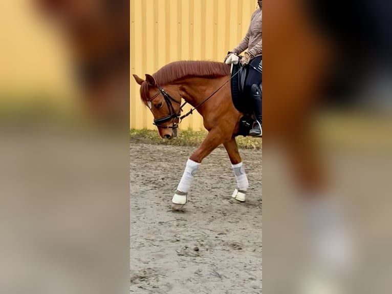 Poni alemán Caballo castrado 8 años 145 cm Red Dun/Cervuno in Siezbüttel