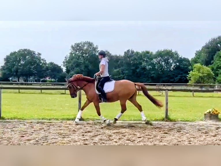 Poni alemán Caballo castrado 8 años 145 cm Red Dun/Cervuno in Siezbüttel