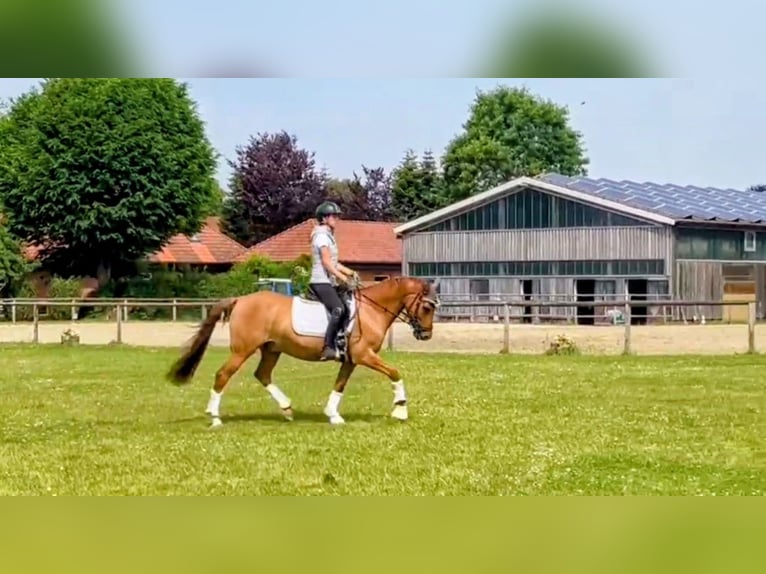 Poni alemán Caballo castrado 8 años 145 cm Red Dun/Cervuno in Siezbüttel