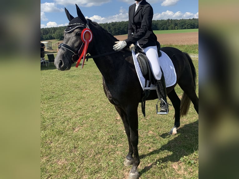 Poni alemán Caballo castrado 8 años 145 cm Tordillo negro in Hambach
