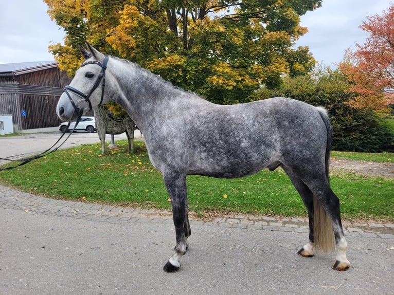 Poni alemán Caballo castrado 8 años 145 cm Tordillo negro in Hambach