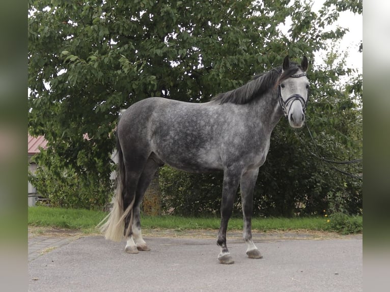 Poni alemán Caballo castrado 8 años 145 cm Tordillo negro in Hambach