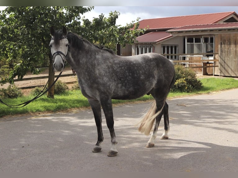 Poni alemán Caballo castrado 8 años 145 cm Tordillo negro in Hambach