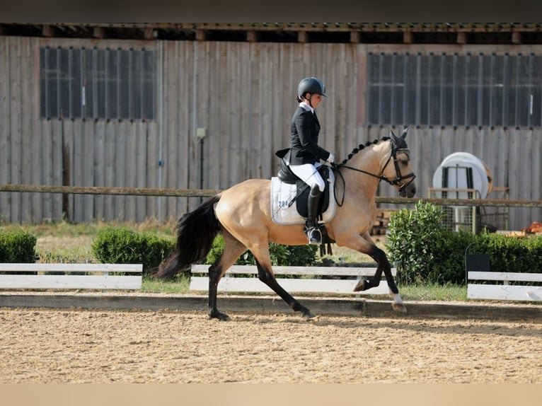 Poni alemán Caballo castrado 8 años 146 cm Buckskin/Bayo in Monheim