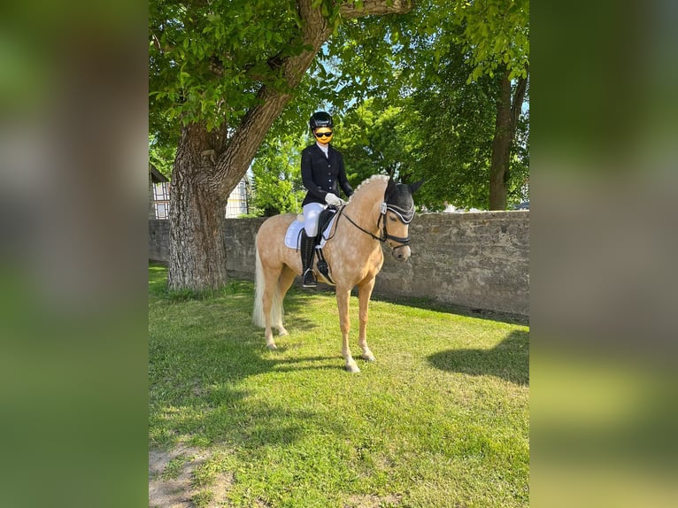Poni alemán Caballo castrado 8 años 146 cm Palomino in Bad Gandersheim