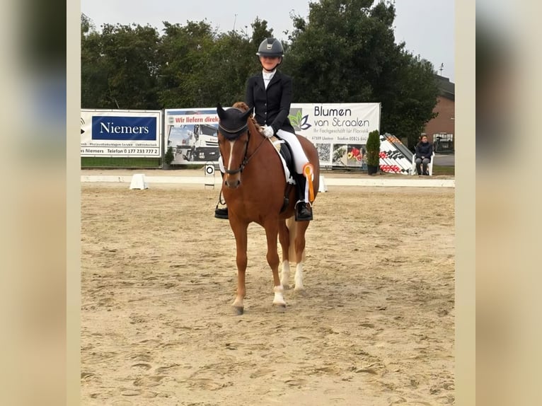Poni alemán Caballo castrado 8 años 147 cm Alazán in Geldern