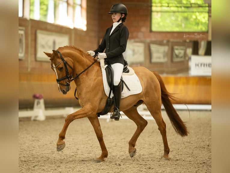 Poni alemán Caballo castrado 8 años 147 cm Alazán in T&#xF6;nisvorst