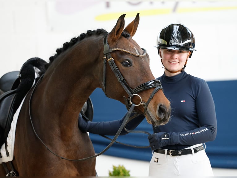 Poni alemán Caballo castrado 8 años 147 cm Castaño oscuro in Marsberg