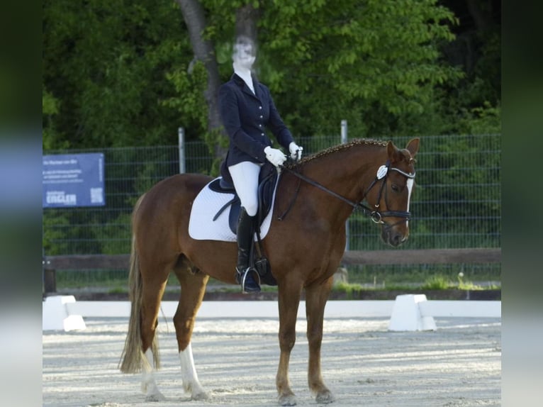 Poni alemán Caballo castrado 8 años 148 cm Alazán in L&#xFC;dersdorf