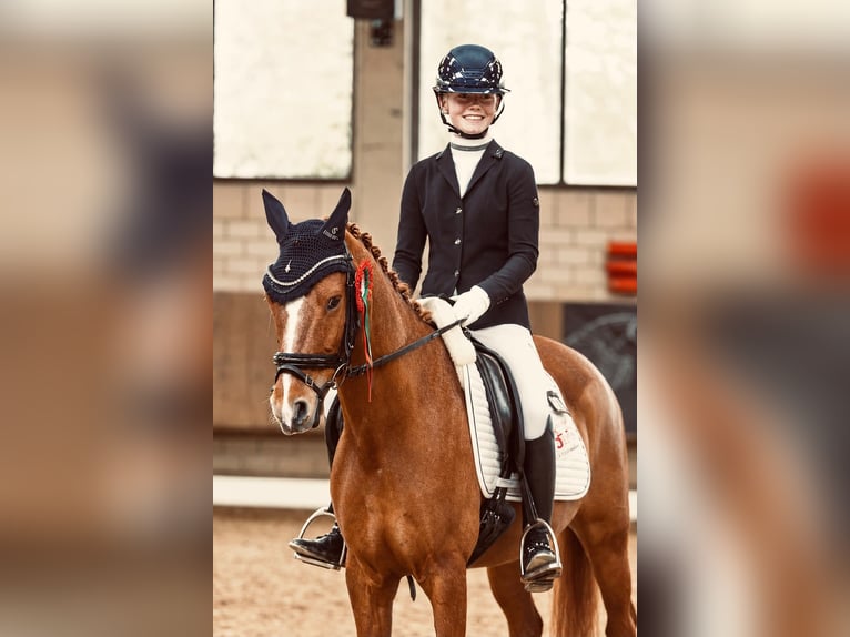 Poni alemán Caballo castrado 8 años 148 cm Alazán in Vorhelm