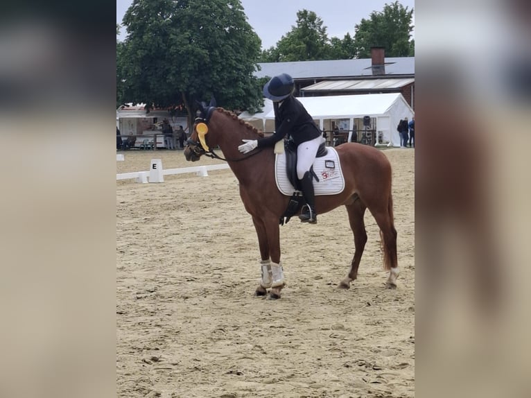 Poni alemán Caballo castrado 8 años 148 cm Alazán in Vorhelm