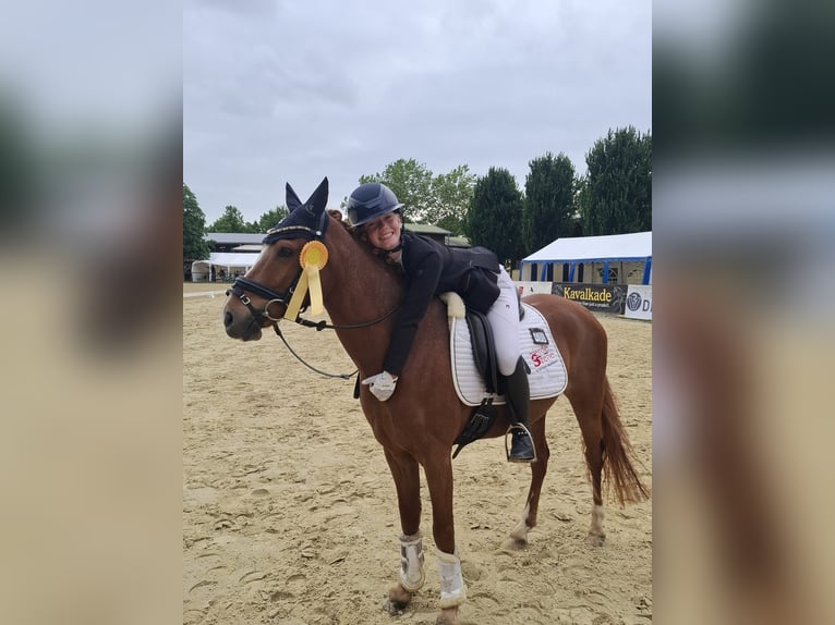 Poni alemán Caballo castrado 8 años 148 cm Alazán in Vorhelm