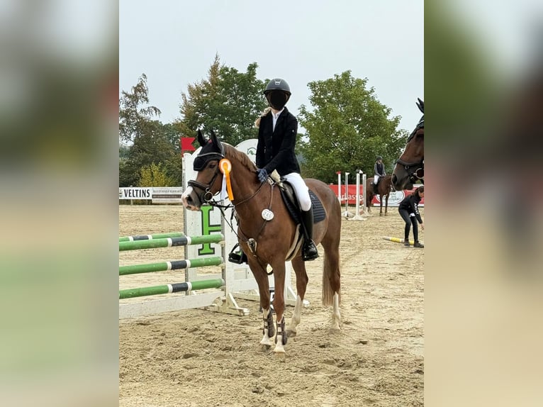 Poni alemán Caballo castrado 8 años 148 cm Alazán in Schmallenberg