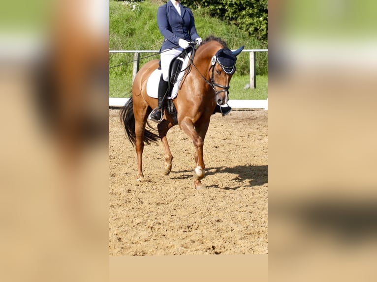 Poni alemán Caballo castrado 8 años 148 cm Alazán-tostado in Sudwalde