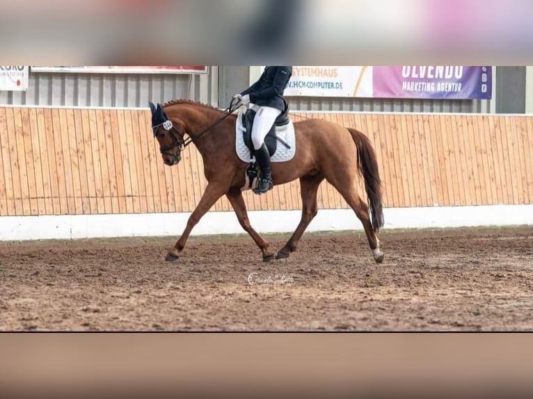 Poni alemán Caballo castrado 8 años 148 cm Alazán-tostado in Bad Zwischenahn