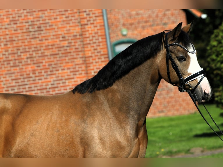 Poni alemán Caballo castrado 8 años 148 cm Bayo in Rehburg-Loccum Münchehagen