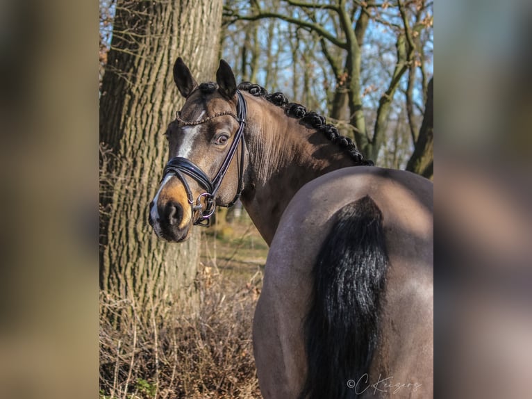 Poni alemán Caballo castrado 8 años 148 cm Buckskin/Bayo in Recke, bei Osnabrück