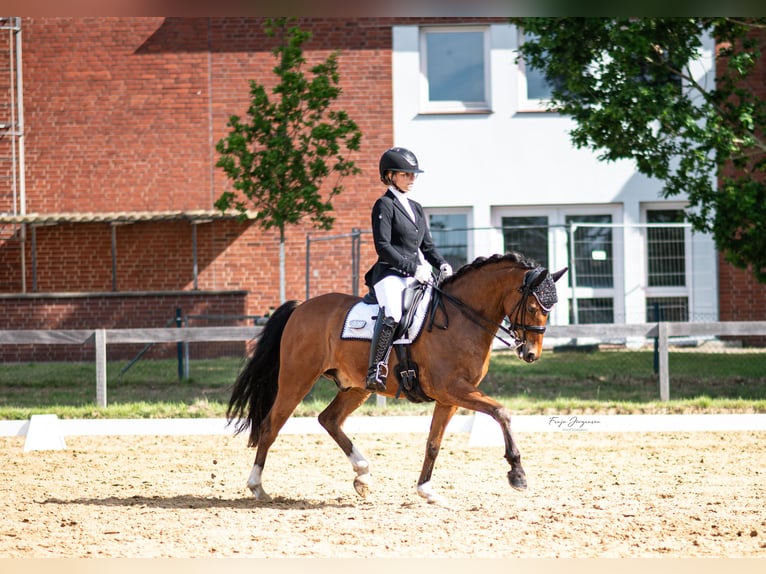 Poni alemán Caballo castrado 8 años 148 cm Castaño in Sottrum
