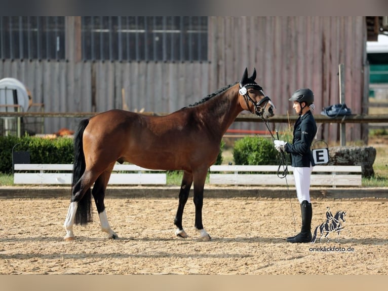 Poni alemán Caballo castrado 8 años 148 cm Castaño in Thalmässing