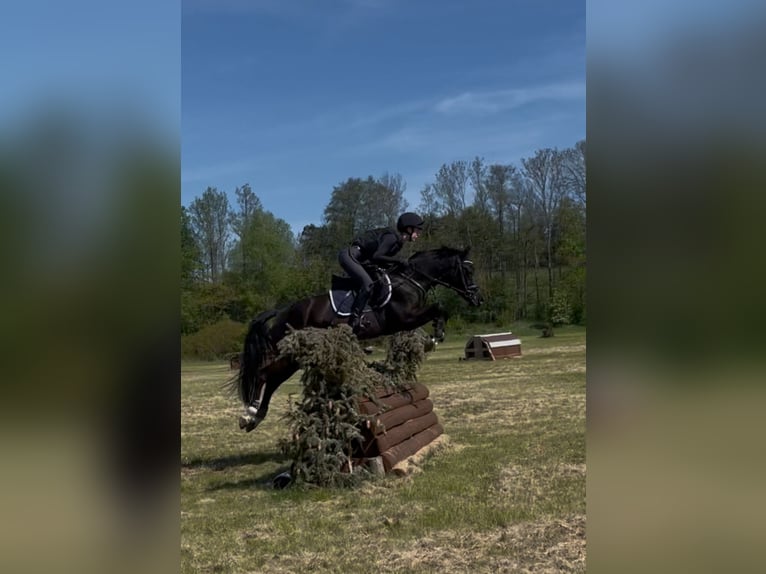 Poni alemán Caballo castrado 8 años 148 cm Negro in Wanfried