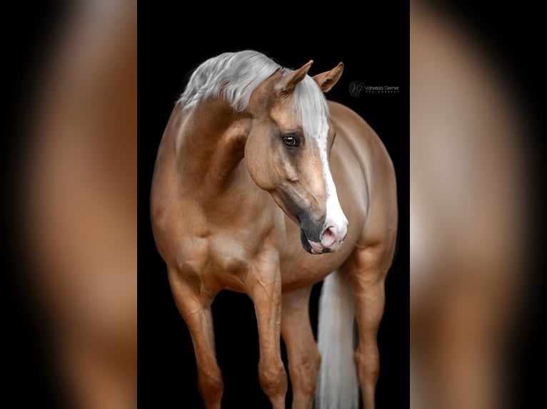 Poni alemán Caballo castrado 8 años 148 cm Palomino in Hambach