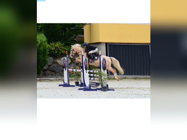 Poni alemán Caballo castrado 8 años 148 cm Palomino in Kronberg