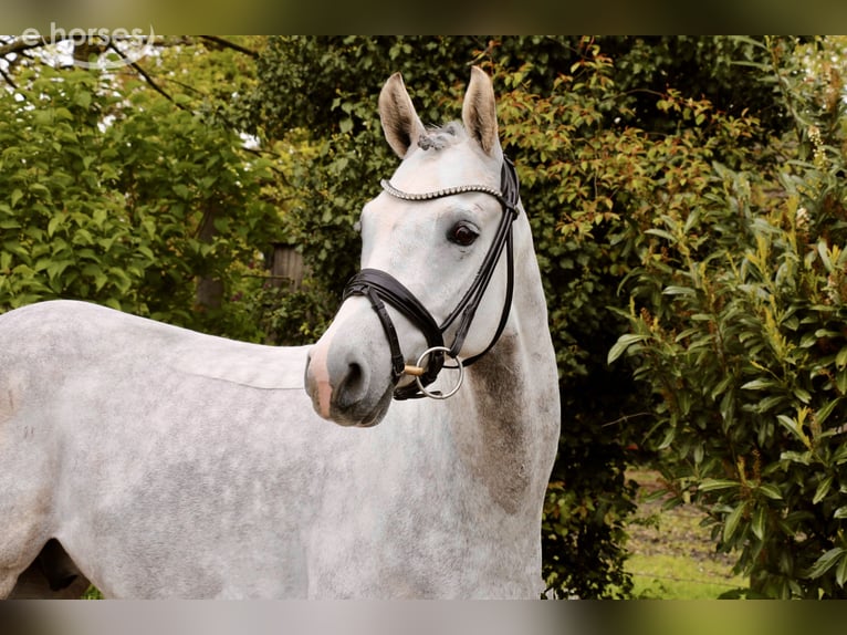 Poni alemán Caballo castrado 8 años 148 cm Tordo in Recke, bei Osnabrück