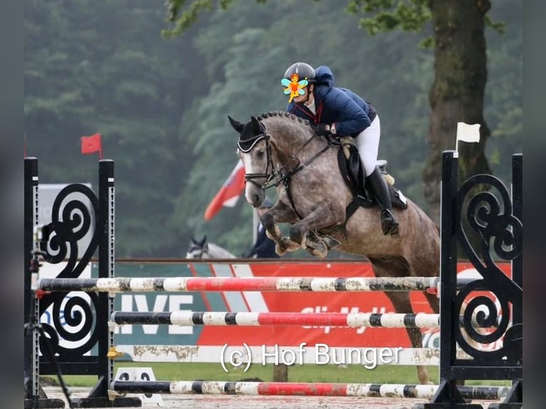 Poni alemán Caballo castrado 8 años 148 cm Tordo rodado in Friesoythe