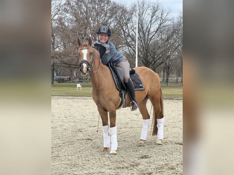 Poni alemán Caballo castrado 8 años 150 cm Alazán in Wien, Leopoldstadt