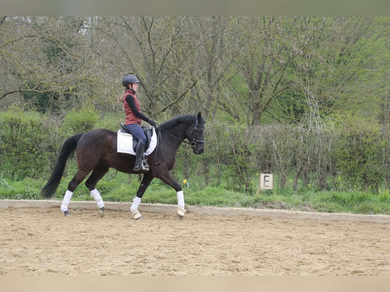 Poni alemán Caballo castrado 8 años 150 cm Negro in Übach-Palenberg