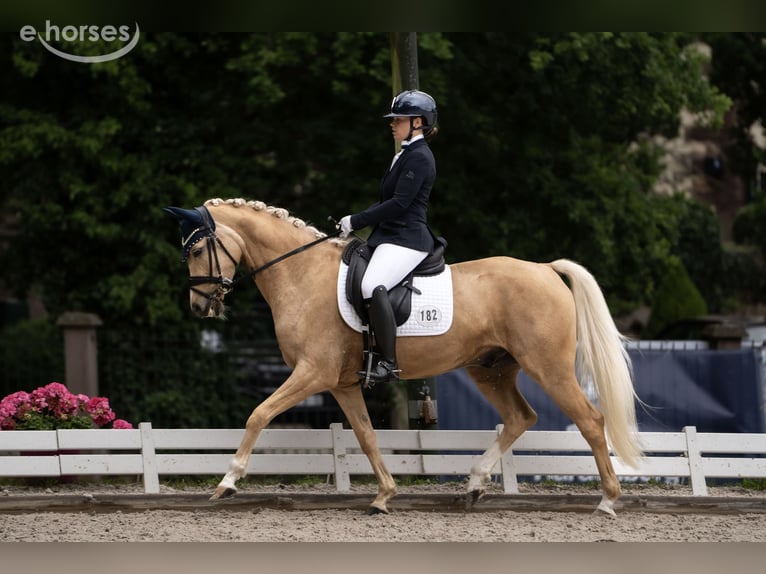 Poni alemán Caballo castrado 8 años 152 cm Palomino in Nörten-Hardenberg