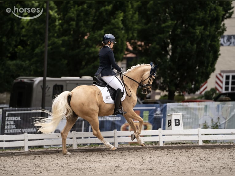 Poni alemán Caballo castrado 8 años 152 cm Palomino in Nörten-Hardenberg
