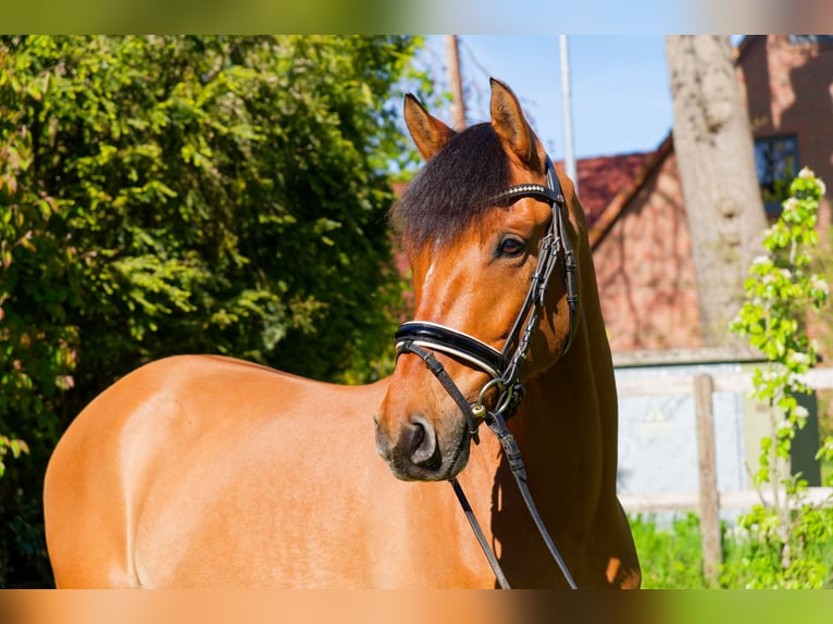 Poni alemán Caballo castrado 8 años 153 cm Bayo in WedemarkWedemark