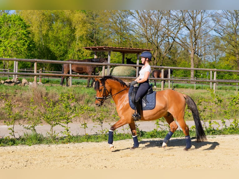 Poni alemán Caballo castrado 8 años 153 cm Bayo in WedemarkWedemark