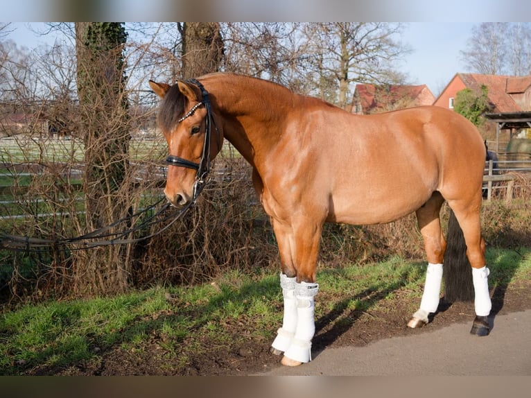 Poni alemán Caballo castrado 8 años 153 cm Castaño in Wedemark