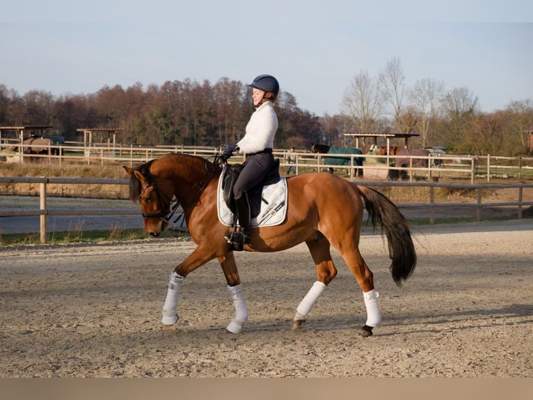 Poni alemán Caballo castrado 8 años 153 cm Castaño in Wedemark