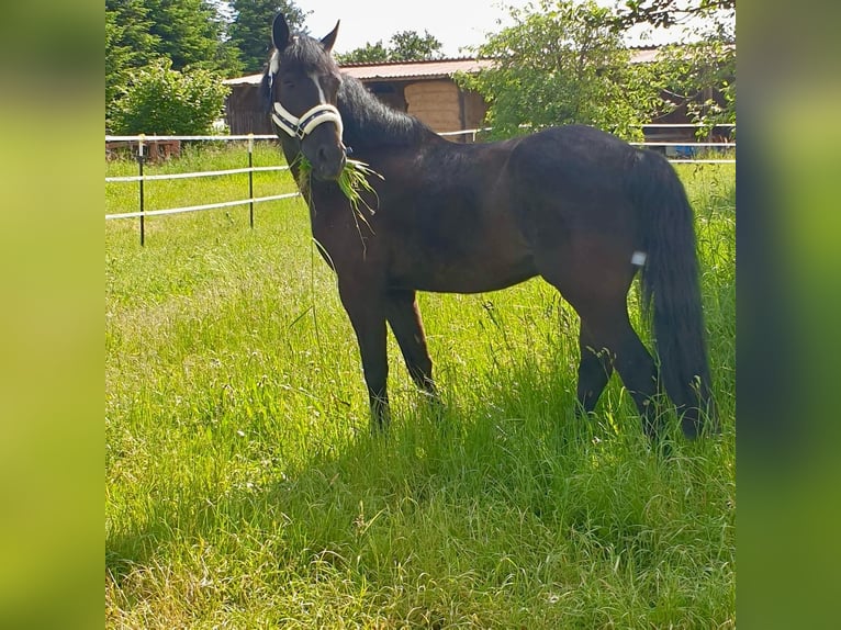 Poni alemán Mestizo Caballo castrado 8 años 153 cm Negro in Gerolfingen