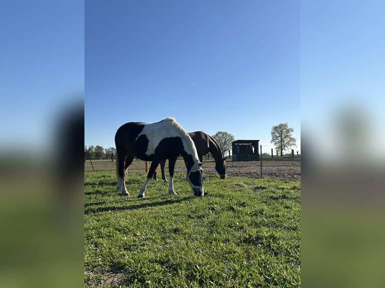 Poni alemán Mestizo Caballo castrado 8 años 155 cm Pío in Zerbst