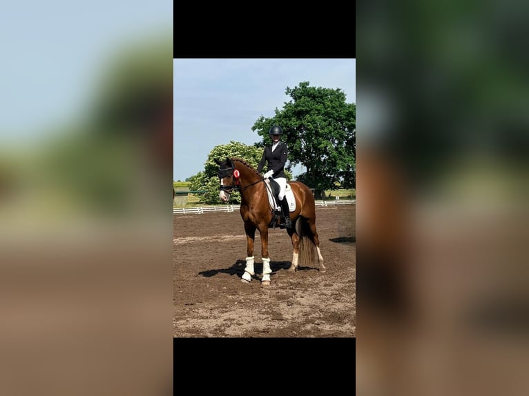 Poni alemán Caballo castrado 8 años 156 cm Alazán-tostado in Löbnitz