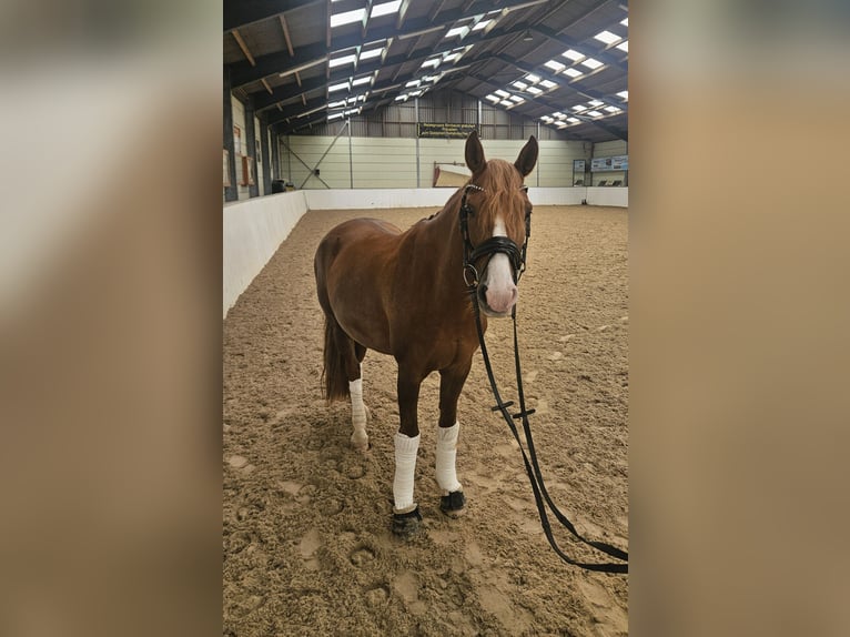 Poni alemán Caballo castrado 8 años 156 cm Alazán-tostado in Löbnitz