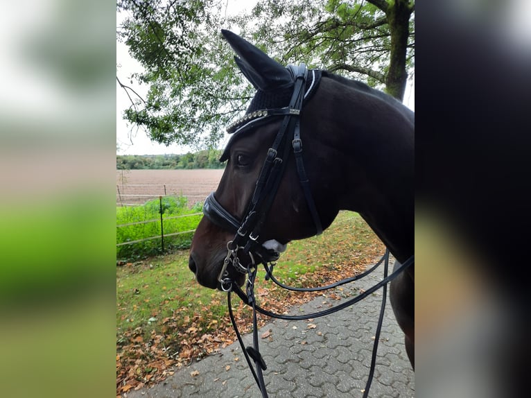 Poni alemán Caballo castrado 8 años 156 cm Castaño oscuro in EssenEssen