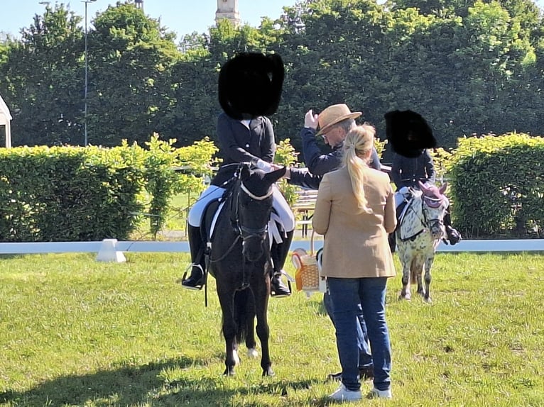 Poni alemán Caballo castrado 9 años 123 cm Negro in RemlingenRemlingen