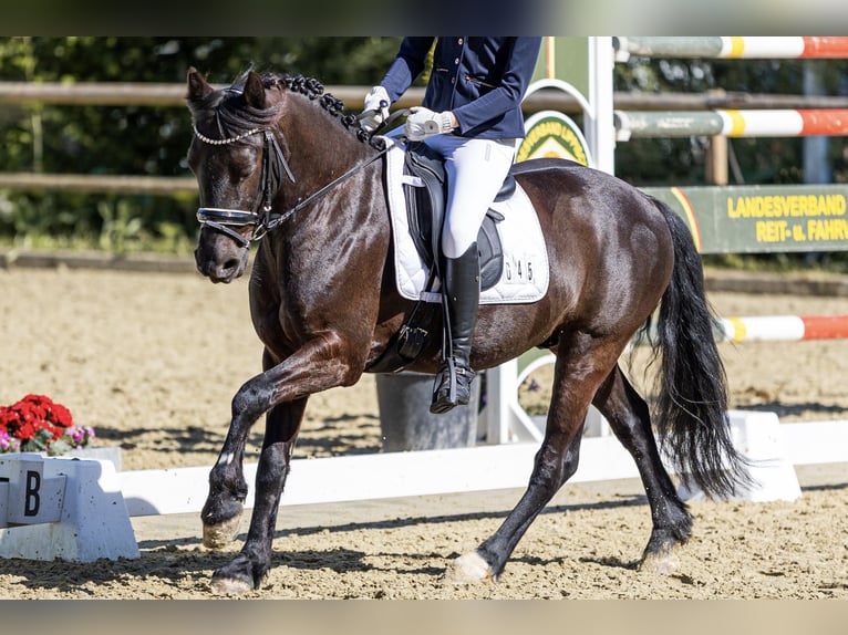 Poni alemán Mestizo Caballo castrado 9 años 135 cm Negro in Bodenwerder