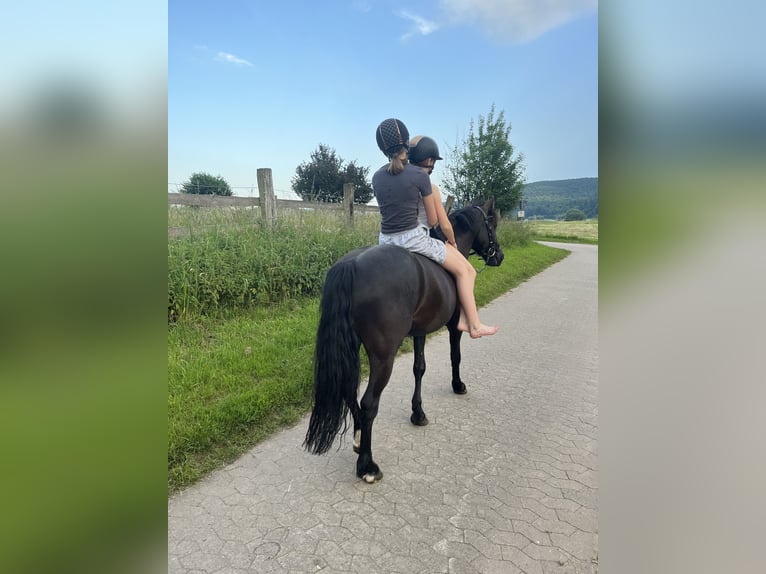 Poni alemán Mestizo Caballo castrado 9 años 135 cm Negro in Bodenwerder